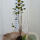Corylus avellana 100-125 cm 7,5L solitair