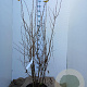 Corylus avellana 125-150 cm 20L najaarspotting