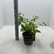 Deutzia hybrida 'Strawberry Fields' 30-40 cm 3,0L