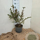 Euonymus alatus 40-60 cm 7,5L