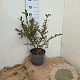 Euonymus alatus 40-60 cm 7,5L