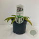 Eucomis autumnalis 30-40 cm 3,0L