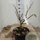 Euonymus phellomanus 50-60 cm 15L najaarspotting