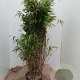Fargesia 'Obelisk' 125-150 cm 12L