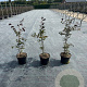 Fagus syl. 'Atropunicea' 60-80 cm 5,0L