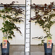 Fagus syl. 'Atropunicea' 60-80 cm 5,0L