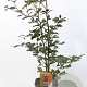 Fagus syl. 'Atropunicea' 60-80 cm 5,0L