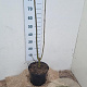 Fraxinus excelsior 80-100 cm 7,5L