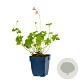 Geranium 'Orkney Pink' GM  P11