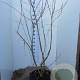 Heptacodium miconioides 150-175 cm 45L solitair