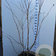 Heptacodium miconioides 175-200 cm 45L solitair