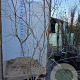 Heptacodium miconioides 200-225 cm cont. 90L solitair