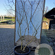 Heptacodium miconioides 200-225 cm cont. 90L solitair