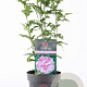 Hibiscus syr. Lavender Chiffon 30-40 cm 3,0L