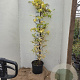 Hydrangea anomala petiolaris 150-175 cm 15L