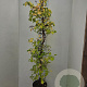 Hydrangea anomala petiolaris 175-200 cm 15L