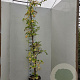 Hydrangea anomala petiolaris 200-225 cm 15L
