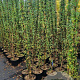 Jasminum nudiflorum 150-175 cm 5,0L