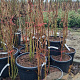 Koelreuteria paniculata 100-125 cm 35L najaarspotting