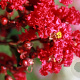 Lagerstroemia i. 'Rubra Magnifica' 125-150 cm 15L