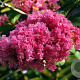 Lagerstroemia i. 'Seaburn' 125-150 cm 15L