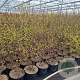 Lagerstroemia i. 'Seaburn' 80-100 cm 7,5L