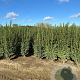 Ligustrum ovalifolium 175-200 cm met kluit