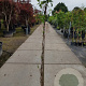 Lonicera periclymenum 150-175 cm 5,0L