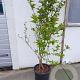 Magnolia loebneri 'Leonard Messel' 125-150 cm 25L