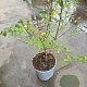 Nothofagus antarctica 30-40 cm 3,0L