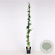 Passiflora caerulea 150-175 cm 5,0L