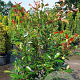 Photinia fraseri 'Red Robin' 125-150 cm 20L