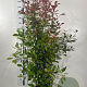 Photinia fraseri 'Red Robin' 150-175 cm 20L