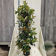 Photinia fraseri 'Red Robin' 150-175 cm 20L