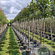 Photinia fraseri 'Red Robin' 150 cm stam 25L 6-8