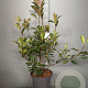 Photinia fraseri 'Red Robin' 80-100 cm 7,5L