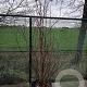 Philadelphus 'Virginal' 200-225 cm cont. 55L solitair
