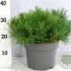 Pinus mugo mugo 30-40 cm 5,0L