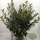 Prunus l. 'Caucasica' 100-125 cm met kluit