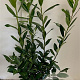 Prunus l. 'Caucasica' 100-125 cm met kluit