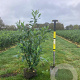Prunus l. 'Caucasica' 100-125 cm met kluit