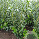 Prunus l. 'Caucasica' 125-150 cm met kluit