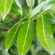 Prunus l. 'Caucasica' 150-175 cm met kluit