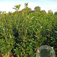 Prunus l. 'Caucasica' 175-200 cm met kluit