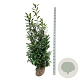 Prunus l. 'Caucasica' 175-200 cm met kluit