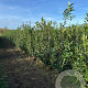 Prunus l. 'Caucasica' 175-200 cm met kluit