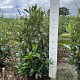 Prunus l. 'Herbergii' 80-100 cm met kluit