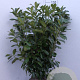 Prunus l. 'Novita' 100-125 cm met kluit