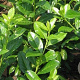 Prunus l. 'Novita' 100-125 cm met kluit