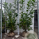 Prunus l. 'Novita' 100-125 cm met kluit